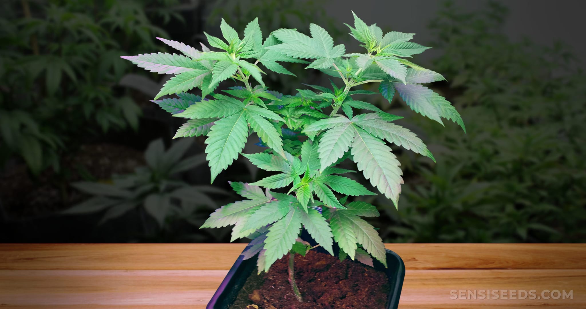 Mutterpflanze Grow: Wie man Mutterpflanzen für Stecklinge richtig pflegt